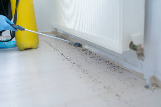 Best Rat Extermination Near Me  in Lakeland, MN